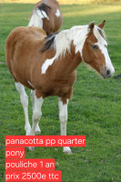 Vente de poney