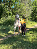 Vente de cheval : Bluff du grand buclat 