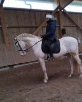 Vente de cheval : Iron blue