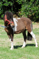 Vente de poney
