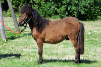 Vente de poney