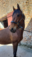Vente de cheval : Frenchie