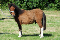 Vente de poney