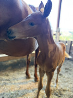 Vente de cheval : Querencia des possibles