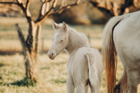Vente de cheval : Qalypso du baki