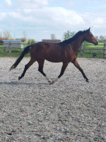 Vente de cheval : Sunshine de Goldy