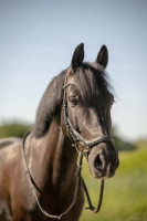 Vente de poney