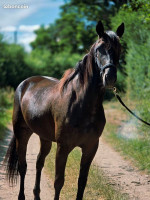 Vente de cheval : NAIADE DES GIRES