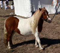 Vente de poney