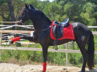 Vente de cheval : Glorios