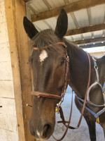 Vente de cheval : Toptila