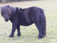 Vente de poney