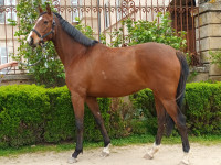 Vente de cheval : Kivavite