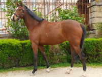 Vente de cheval : Kivavite Forez