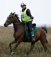 Vente de cheval : GAELIC ARMOR 