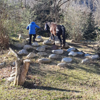 Stages quitation western et de pleine nature