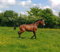 Vente de cheval : NEVER SAY NEVER