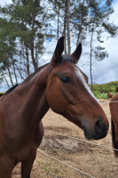 Vente de cheval : LUCKY