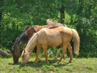 Vente de cheval : Orion d'Anglars 