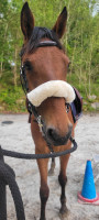 Vente de cheval : Mya 