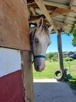 Vente de cheval : Naka� 