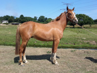 Vente de poney
