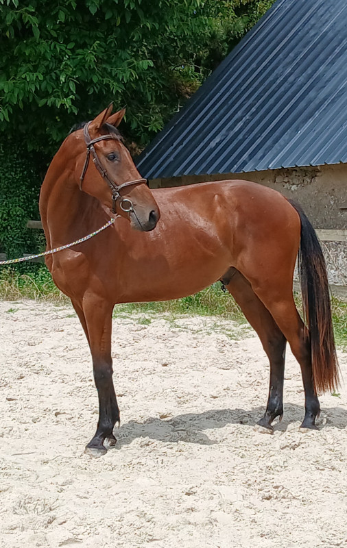 Vente de cheval : Mistigri 