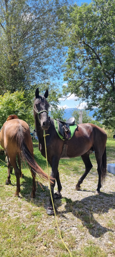Vente de cheval : Layyk