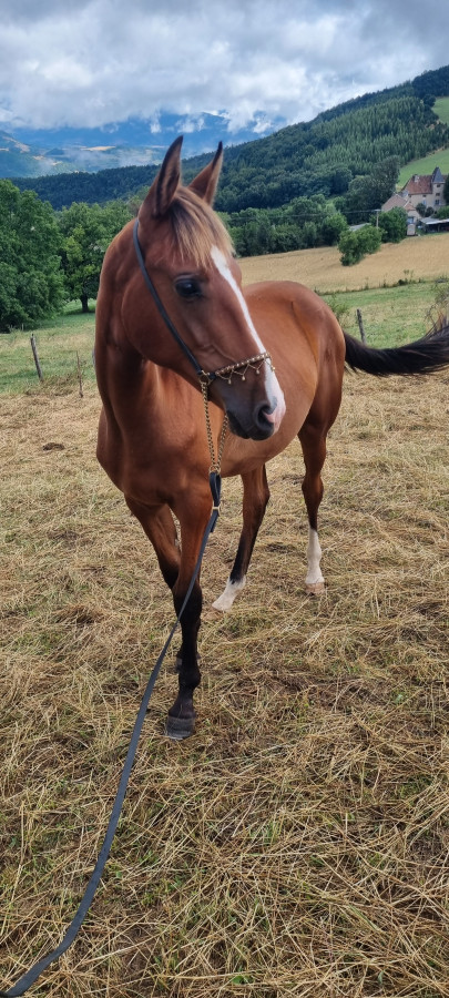 Vente de cheval : Oniat