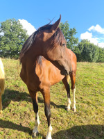 Vente de cheval : Ouranos d'Anglars 