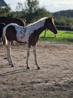 Vente de cheval : PERLINO DE ROYON