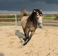 Vente de cheval : MILORD