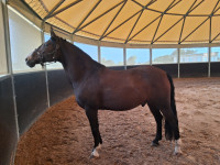 Vente de cheval : Baracouda