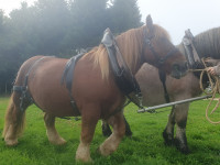 Vente de cheval : Astuce 