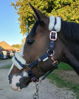 Vente de cheval : Looping CM