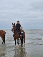 Vente de cheval : TANIA FRISS Z 