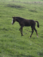 Vente de cheval : PHOENIX