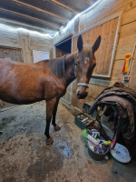 Vente de cheval : six bullets