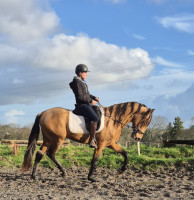 Vente de cheval : Zimdoctro Loy alias Marcel
