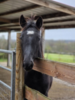 Vente de cheval : PATTY DE ROYON