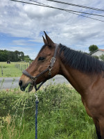 Vente de cheval : Armany de Maspeytieu 