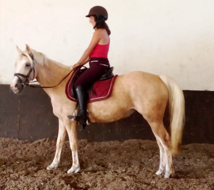 Vente de poney