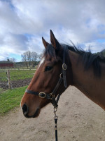 Vente de cheval : Gunter des mottes 