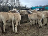 Vente de poney
