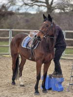 Vente de cheval : UNETOILE DE L'ISLE
