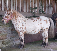 Vente de poney