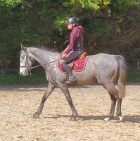 Vente de cheval : Madona des mottes