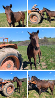 Vente de cheval : Ph�nix de la Salgui�
