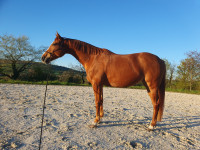 Vente de cheval : Jad�ite des Baillons