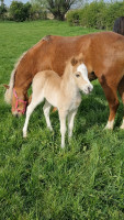 Vente de poney